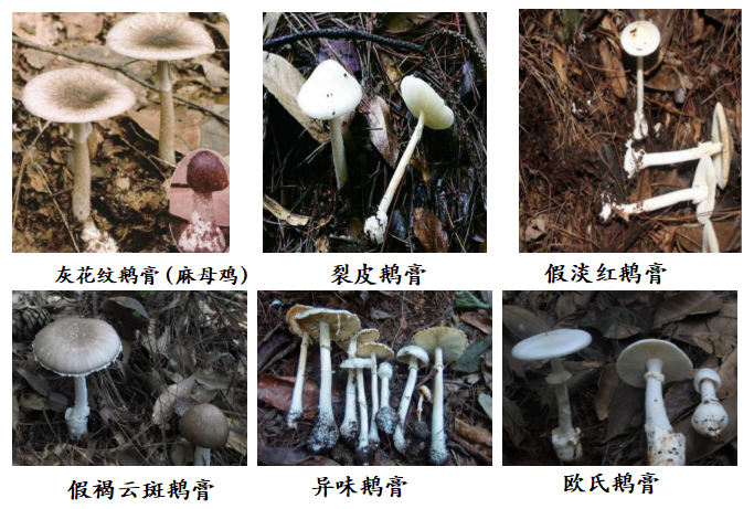 【洪医科普】这些毒蘑菇千万别“挖呀挖呀挖”！